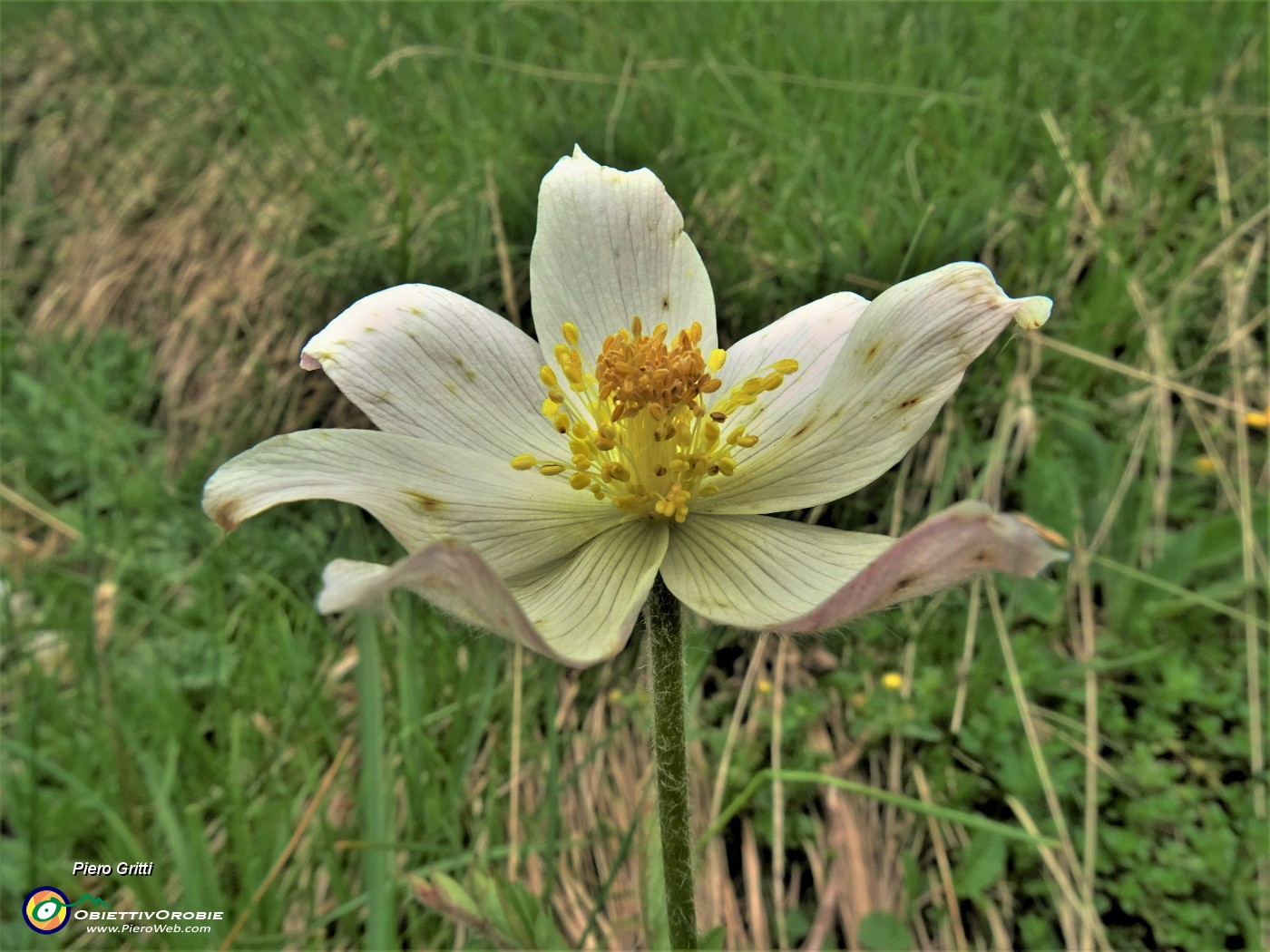 50 Pulsatilla alpina (Anemone alpino).JPG